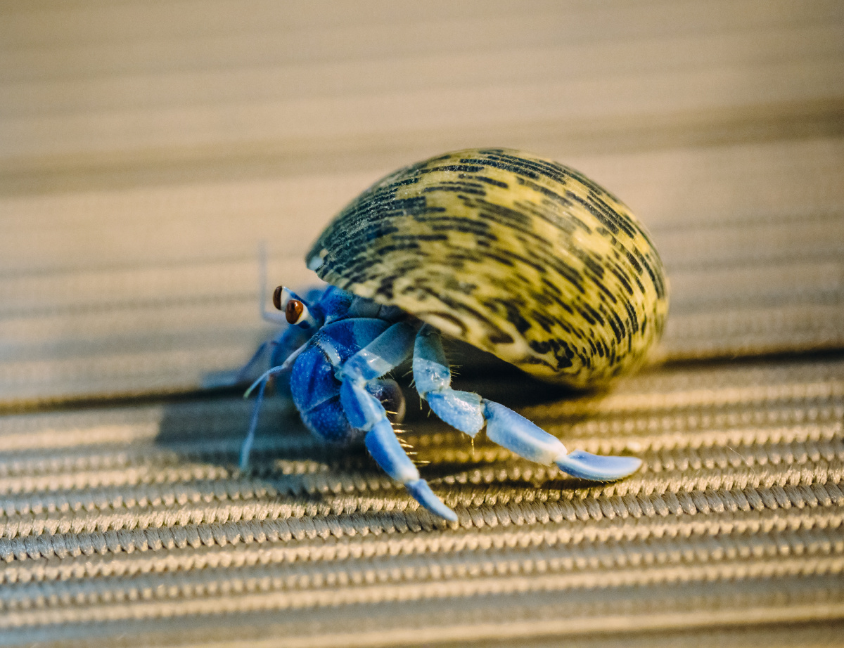 寄居蟹 宠物摄影 - 跨界大叔 - 图虫