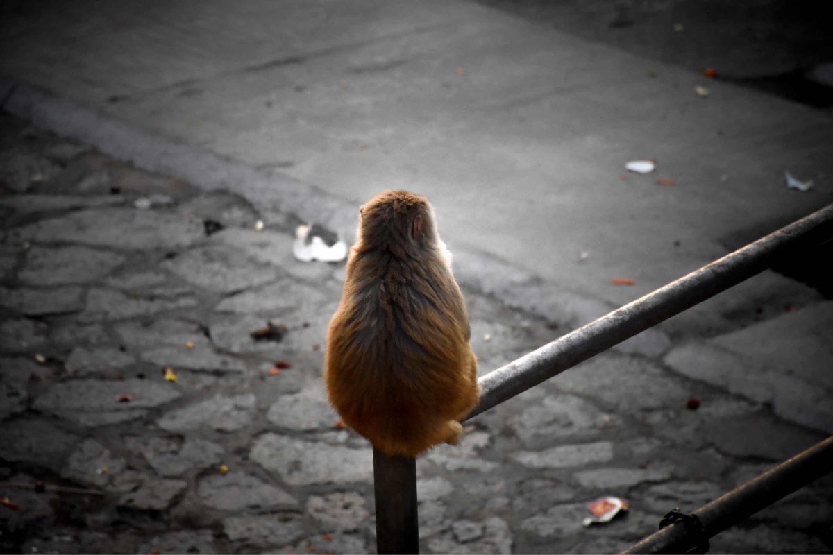 大圣,此去欲何? 踏南天,碎凌霄。 若一去不