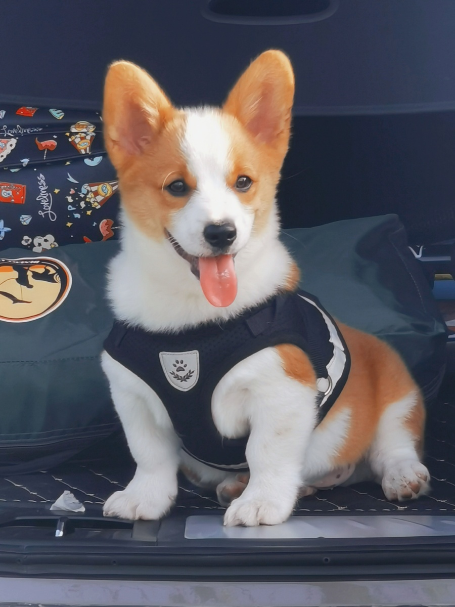 三个月小短腿柯基moco - 独善其身-上善若水 - 图虫