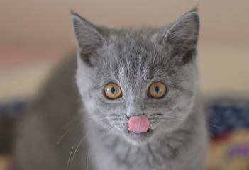 521818