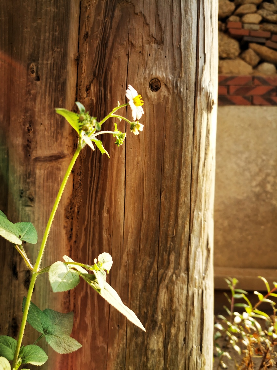 闽南古建61红砖白石61侨乡赤湖村