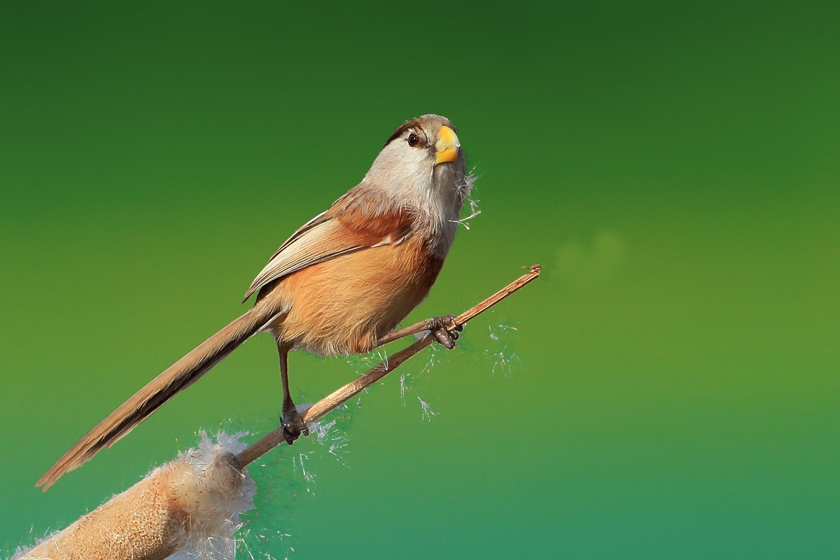 释然依然 - 图虫摄影网