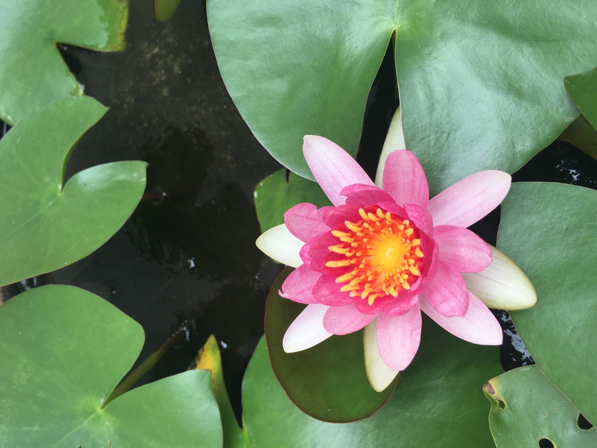 一朵幸运之神眷顾的莲花