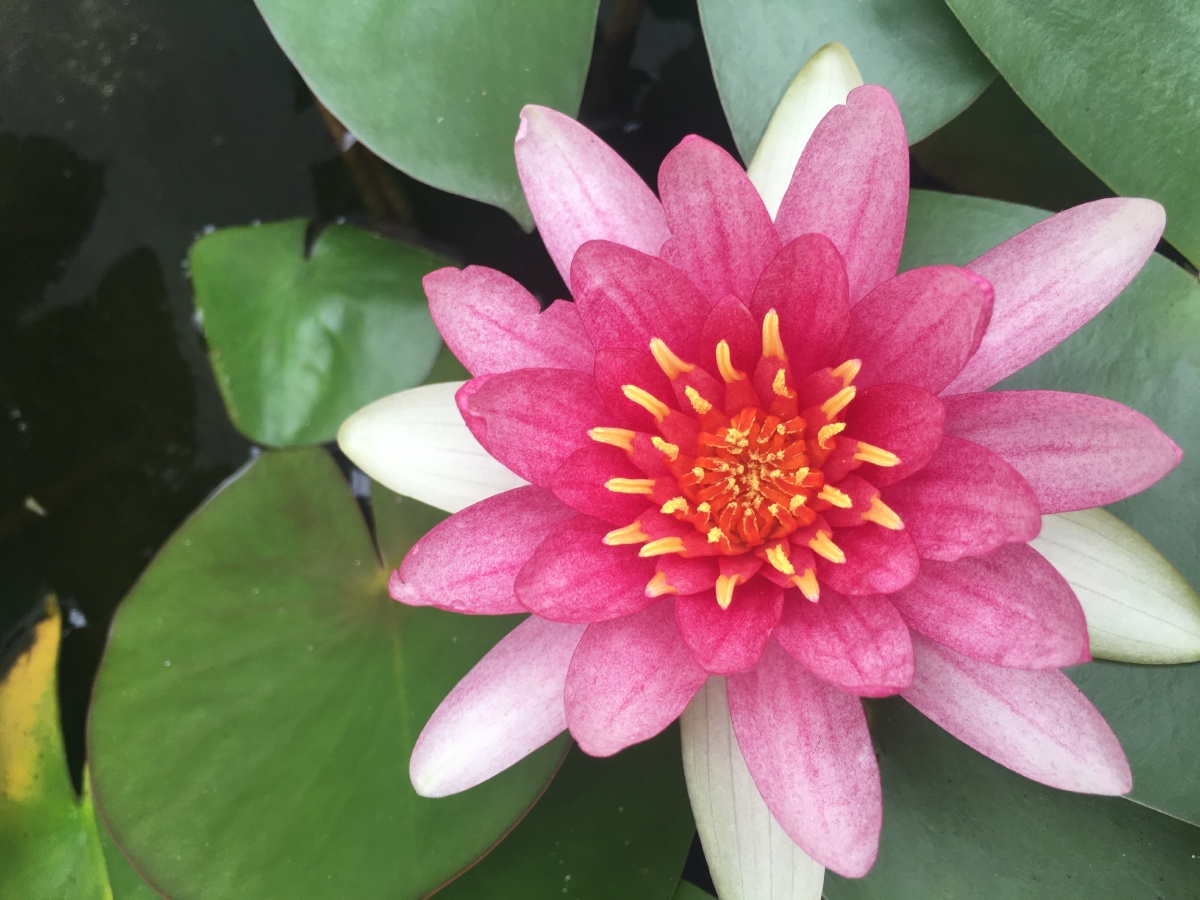 一朵幸运之神眷顾的莲花