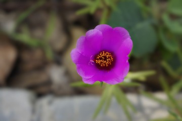 _DSC4753A