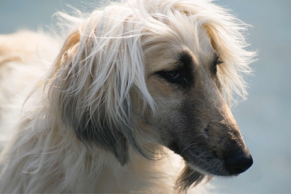 动物园阿富汗猎犬