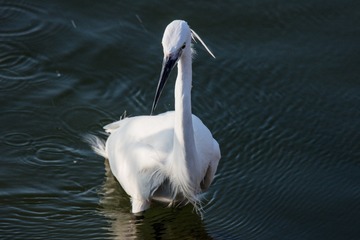DSC9690A1_1