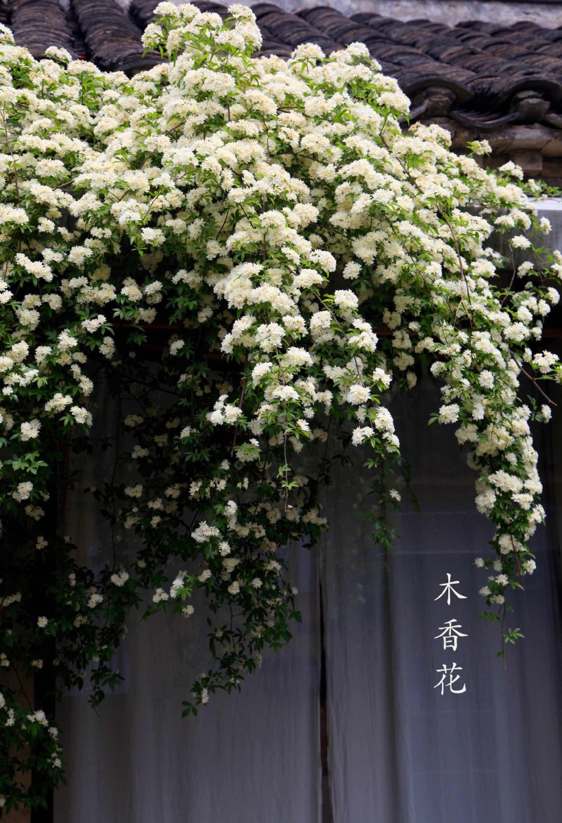 满墙的木香花