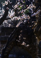 355035