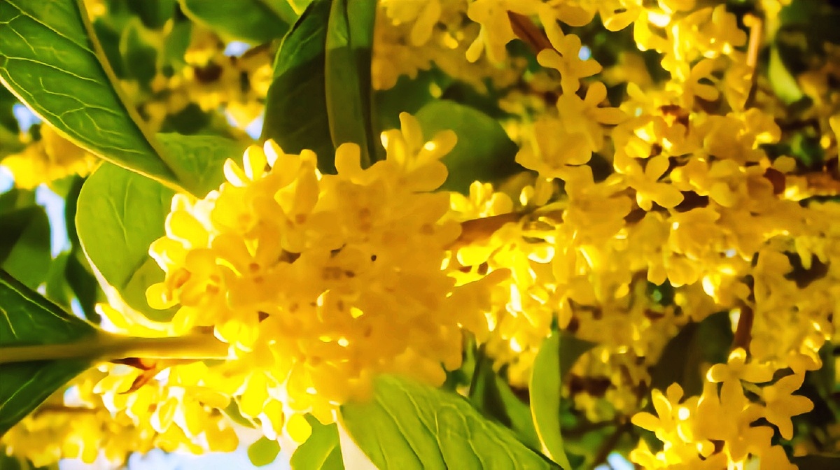 秋季金黄的桂花散发出浓浓的桂花香 - 创作者158835951482389 - 图虫