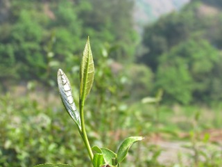 黄茶嫩芽