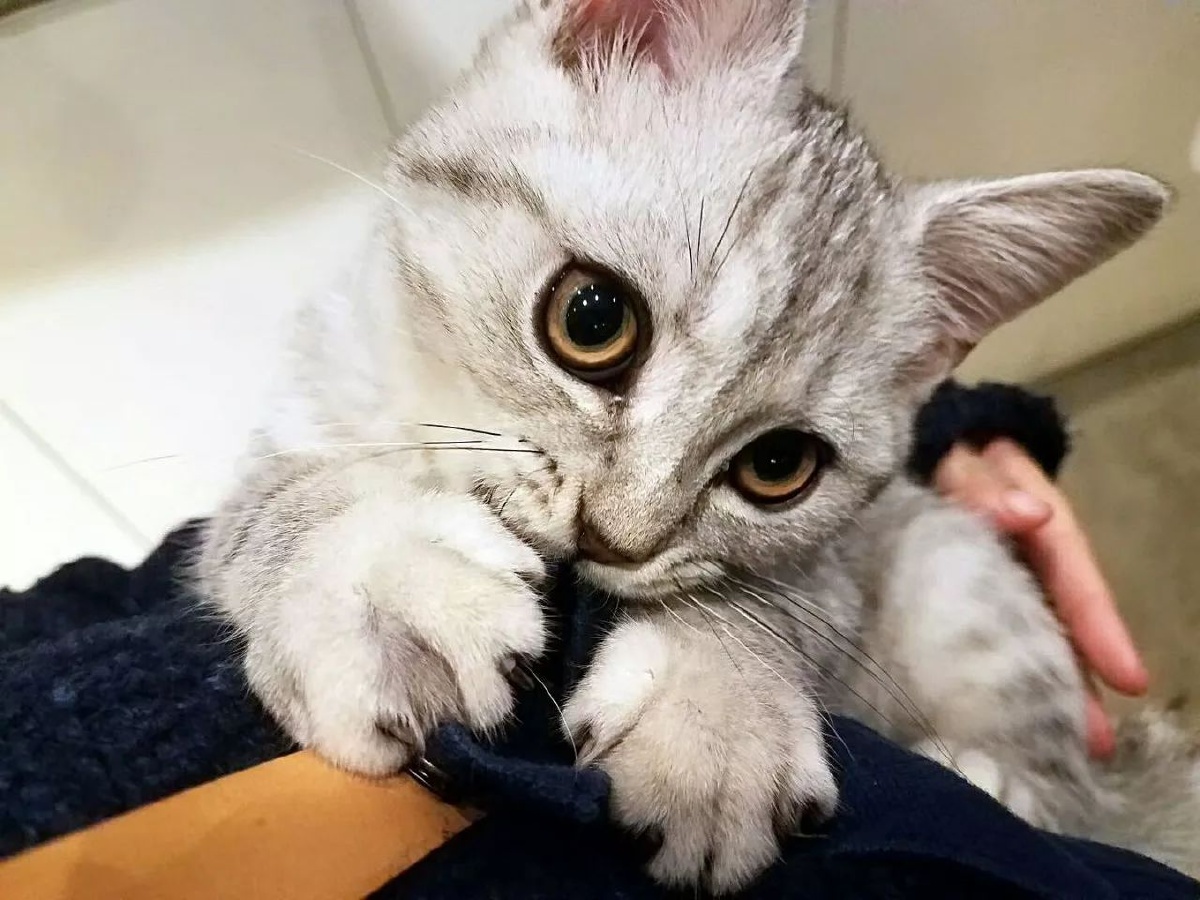 猫猫喵喵咪我可以很忧郁也可以很可爱还能睡的一塌糊涂