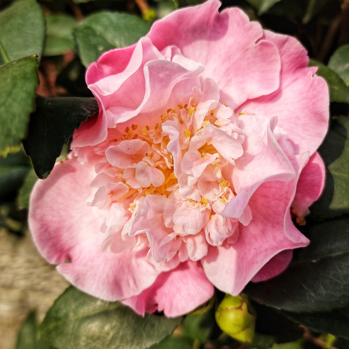 茶花在冬天里也开的如此之艳单瓣的重瓣的红色的粉色的白色的都美极了