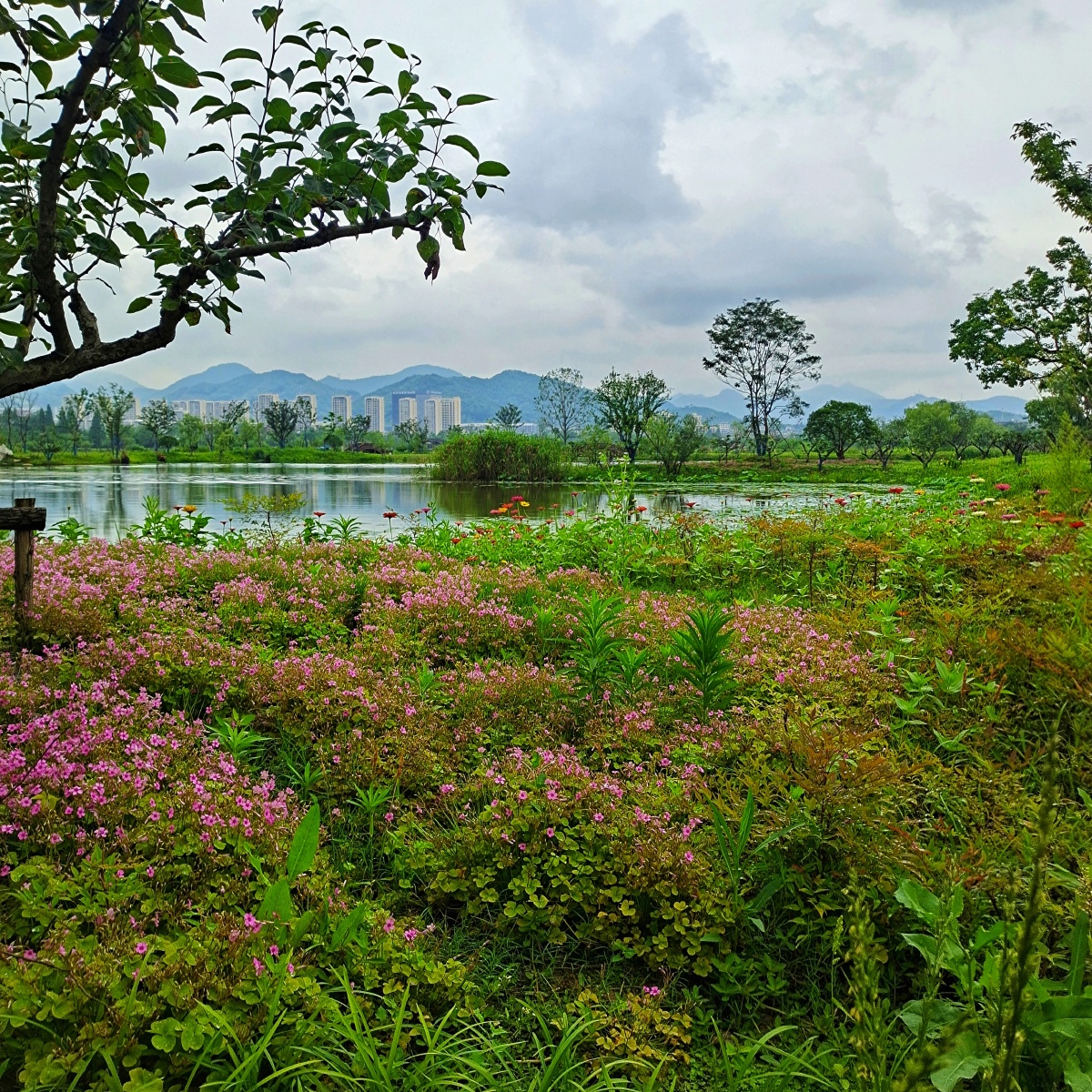 阳陂湖湿地公园