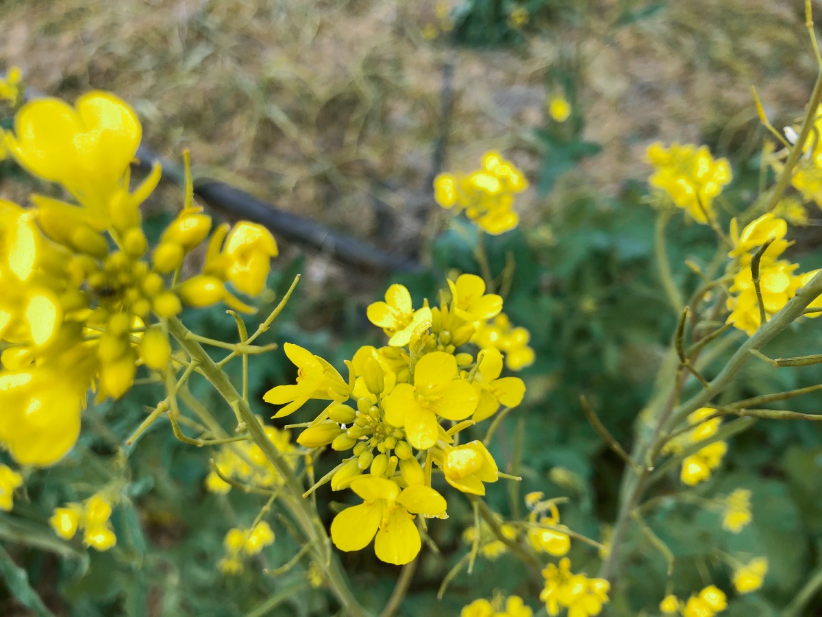 野生油菜花