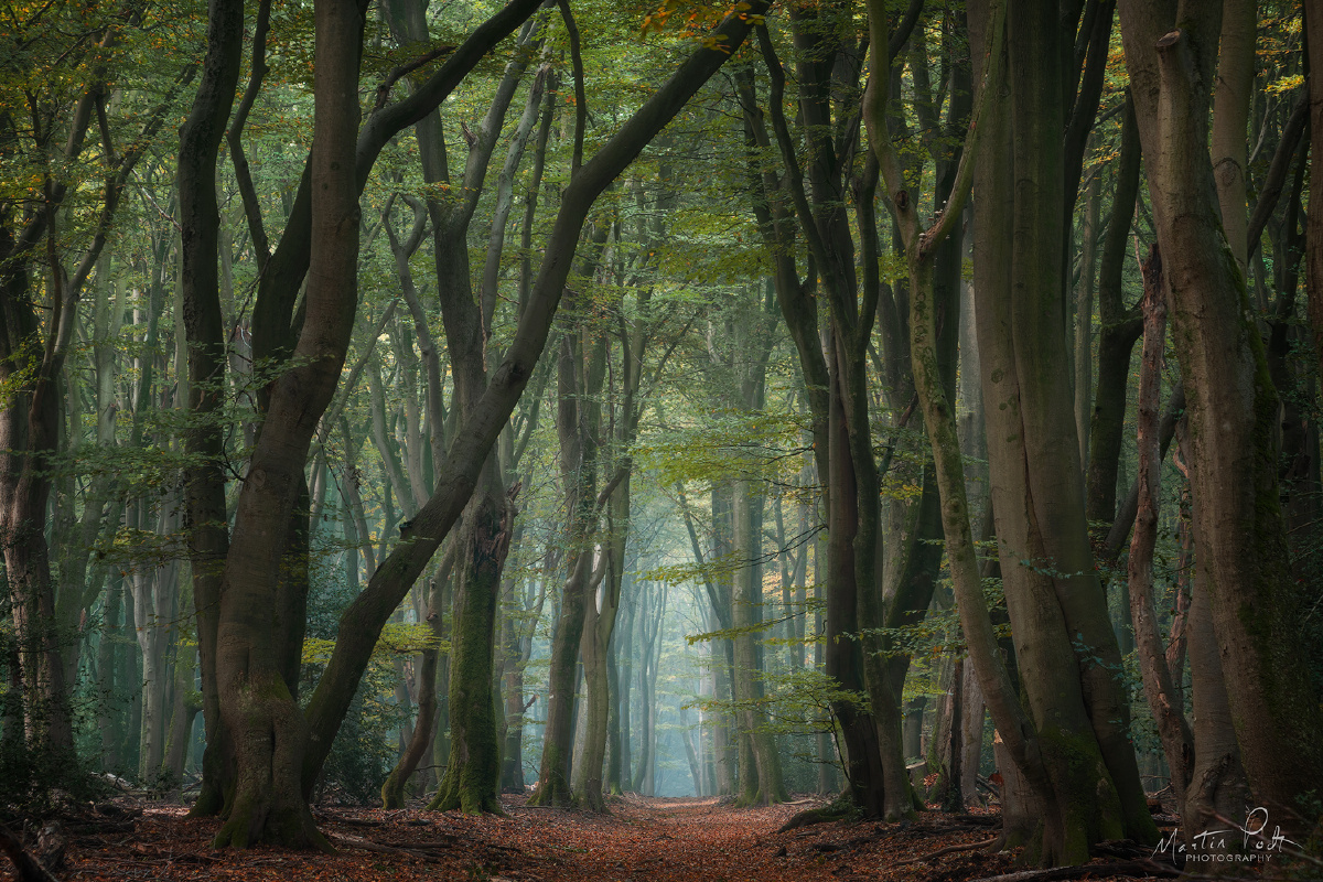 just a tranquil forest scene - martinpodt - 图虫