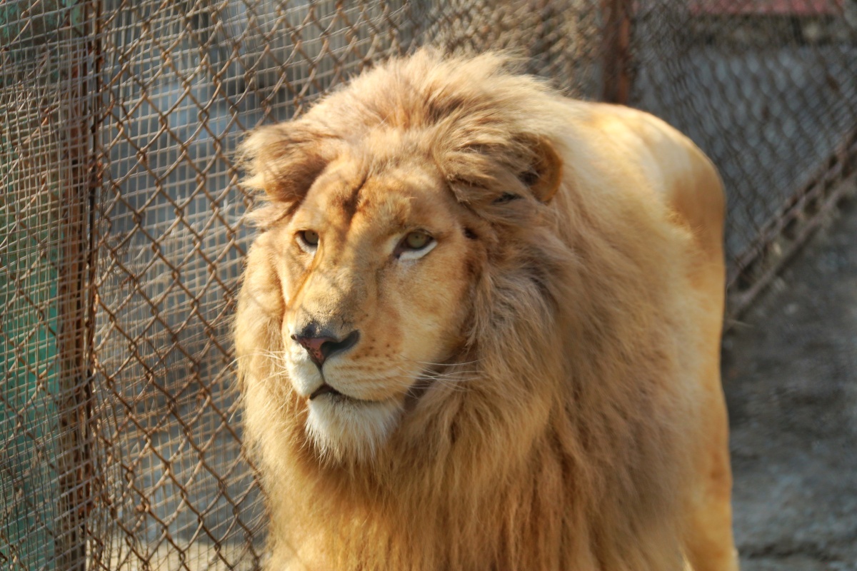 狮子头新鲜的狮子头