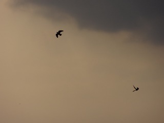 C372C95B-7821-47E3-B170-0B81722EC856/L0/001