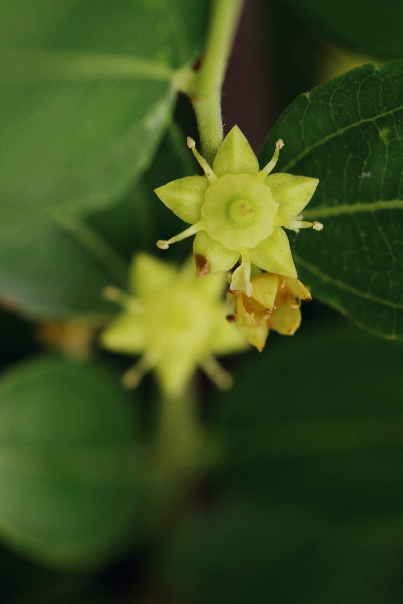 酸枣花 - 山居秋暝435 - 图虫