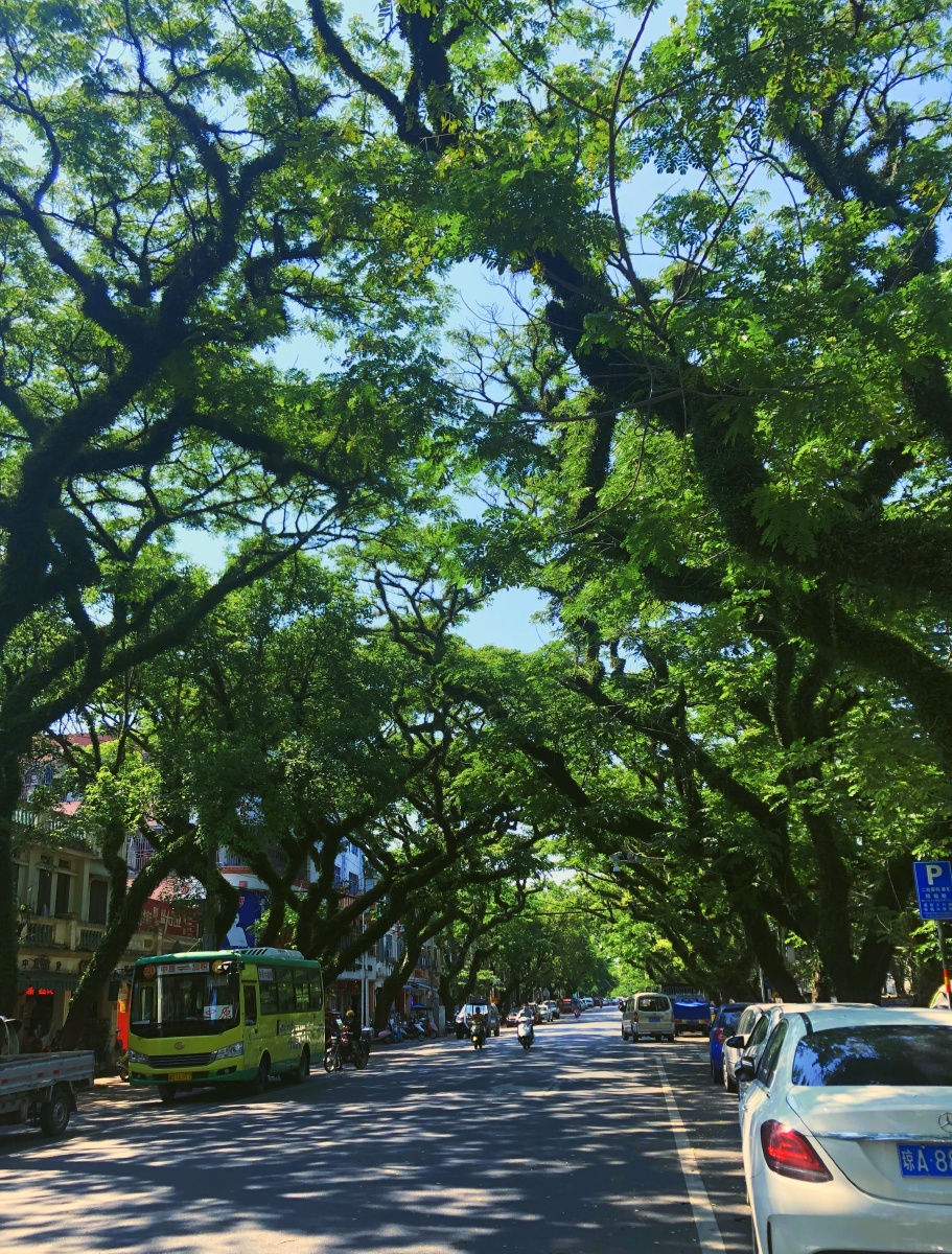 小镇上的两排树,夏天时最绿,这月份也到了最盛的时候,清爽了整条街.