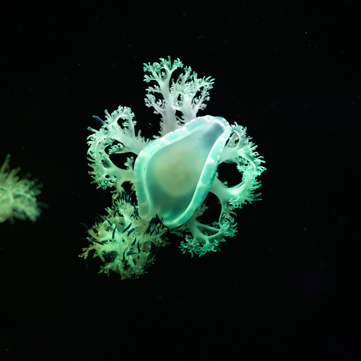 可爱的小精灵治愈系水母