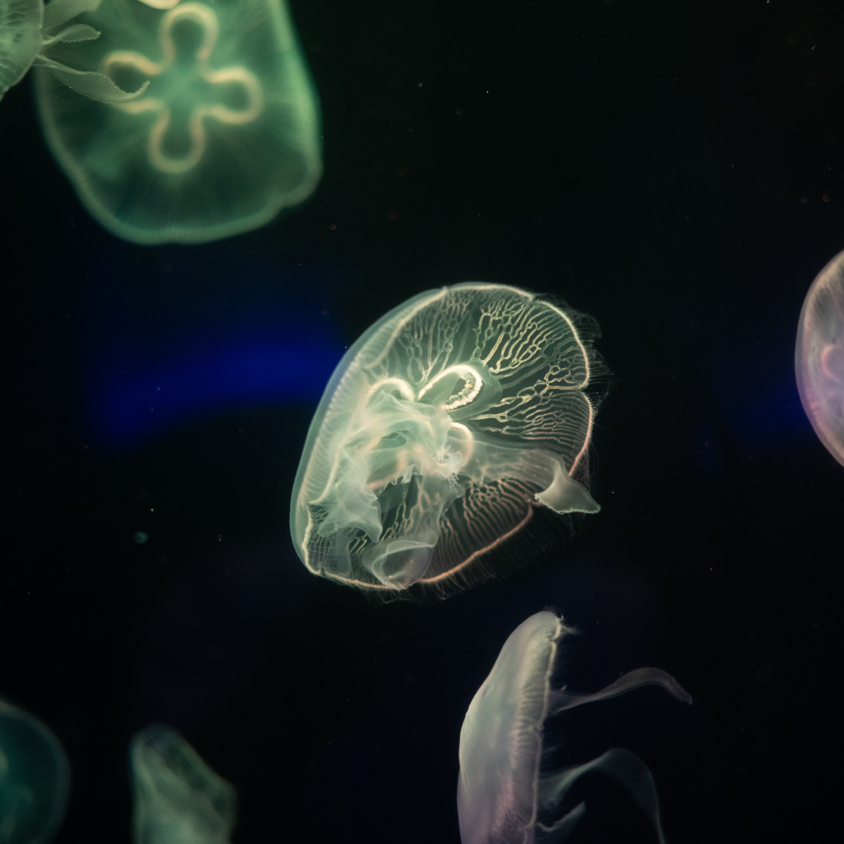 可爱的小精灵治愈系水母