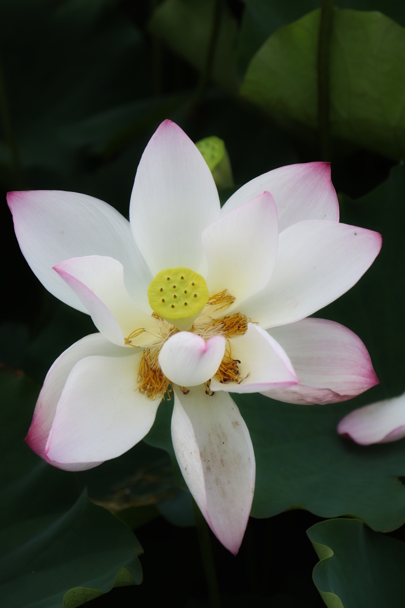 竹色溪下绿荷花镜里香摄于广东省汕尾市海丰县