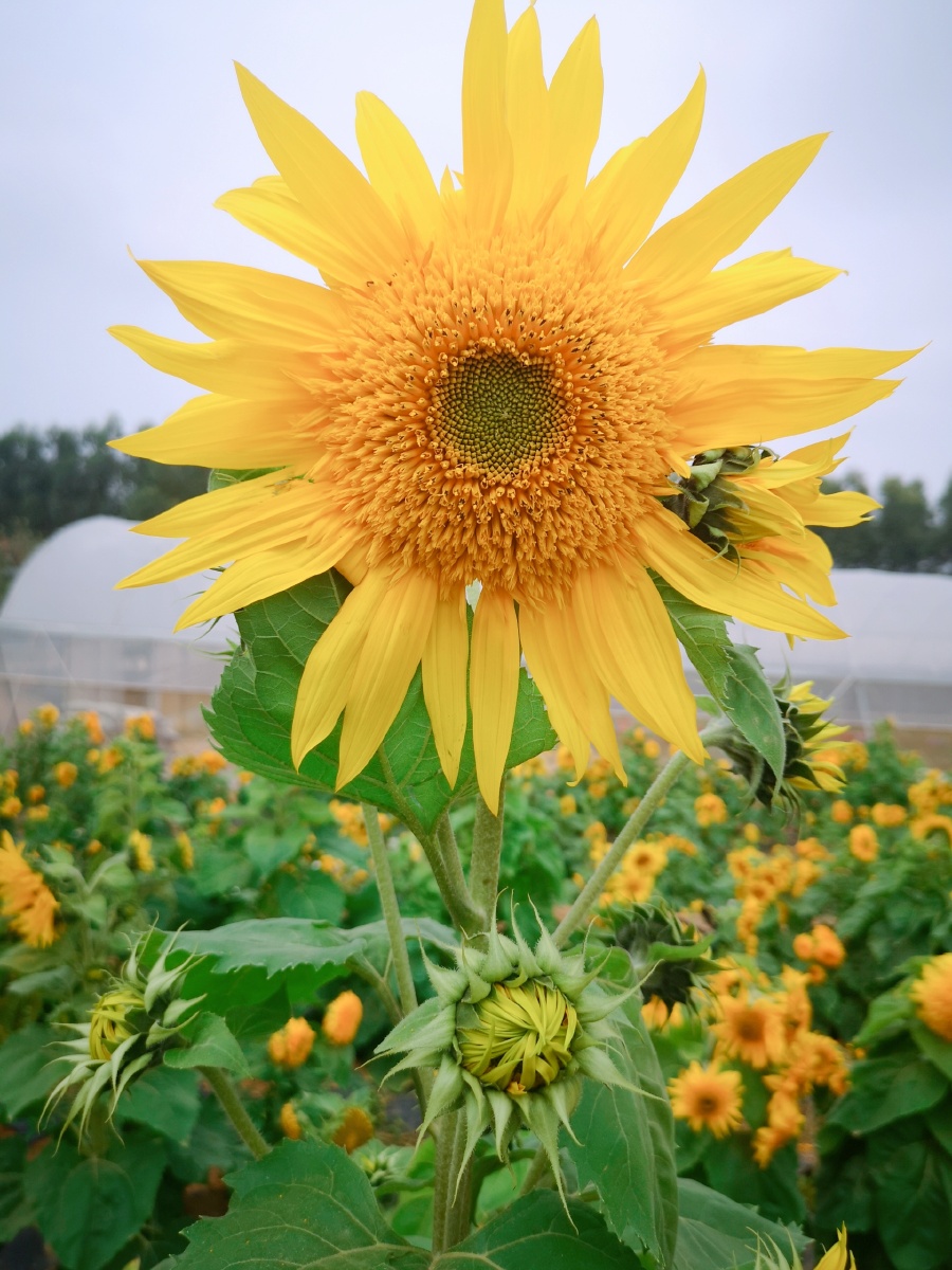 就会健康生长看到眼前的一切一派欣欣向荣繁荣昌盛的景象令人心悦不已