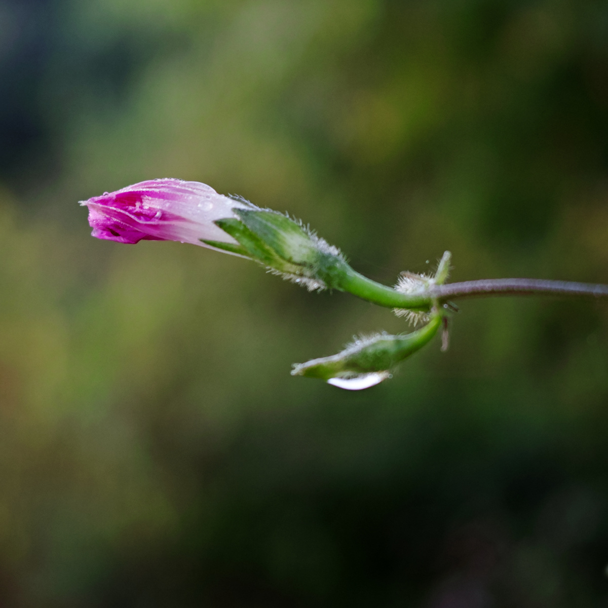 雨后早晨牵牛花