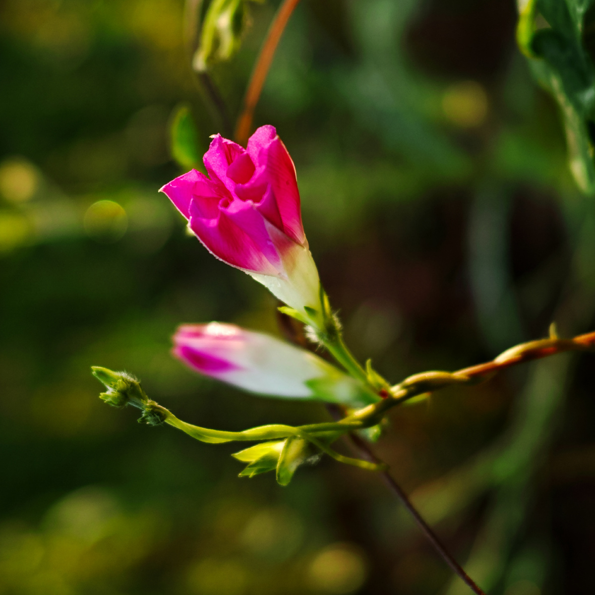 雨后早晨牵牛花