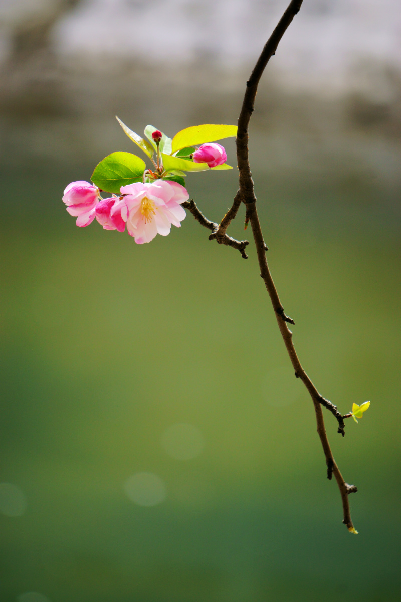 早春海棠花 - 邹文华 - 图虫