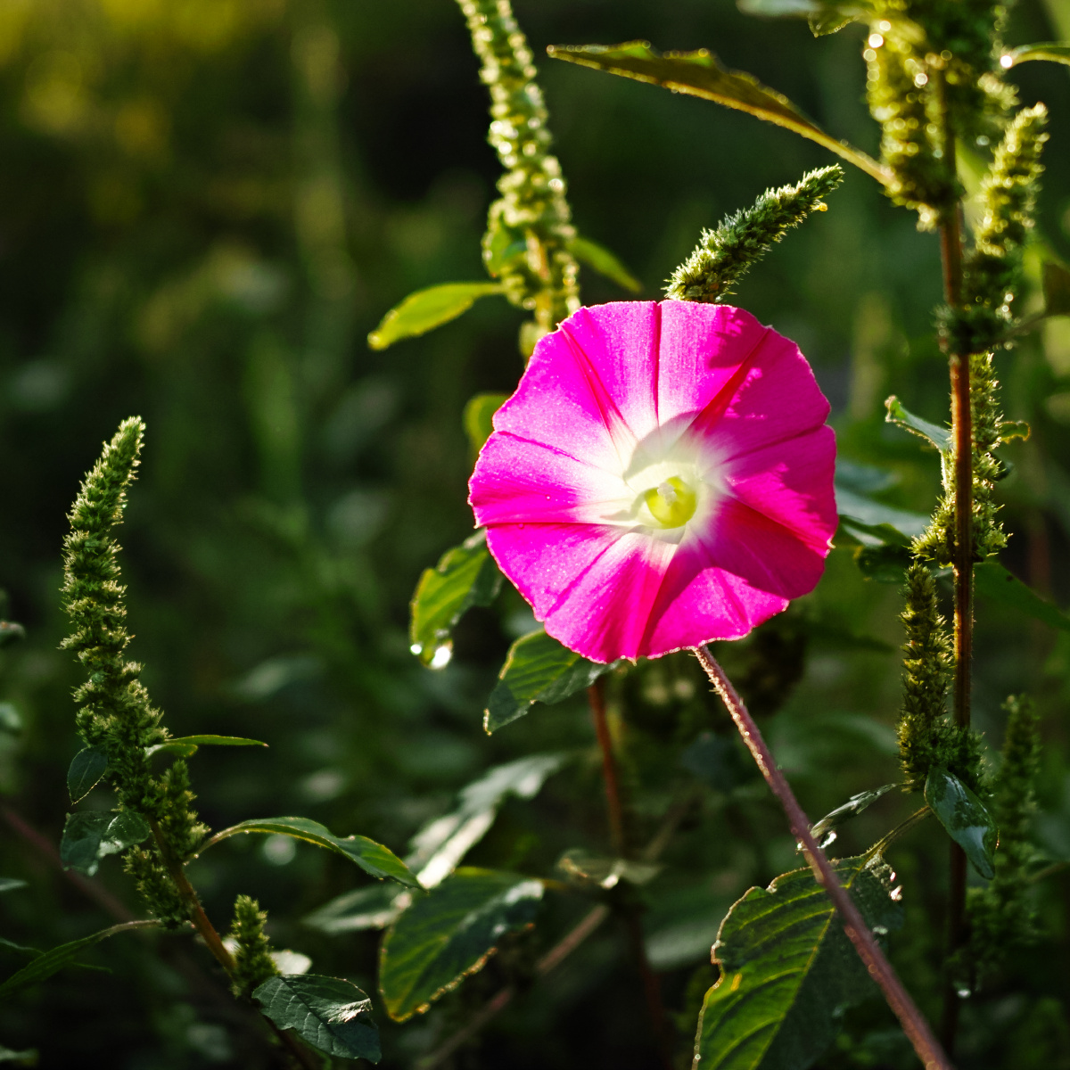雨后早晨牵牛花