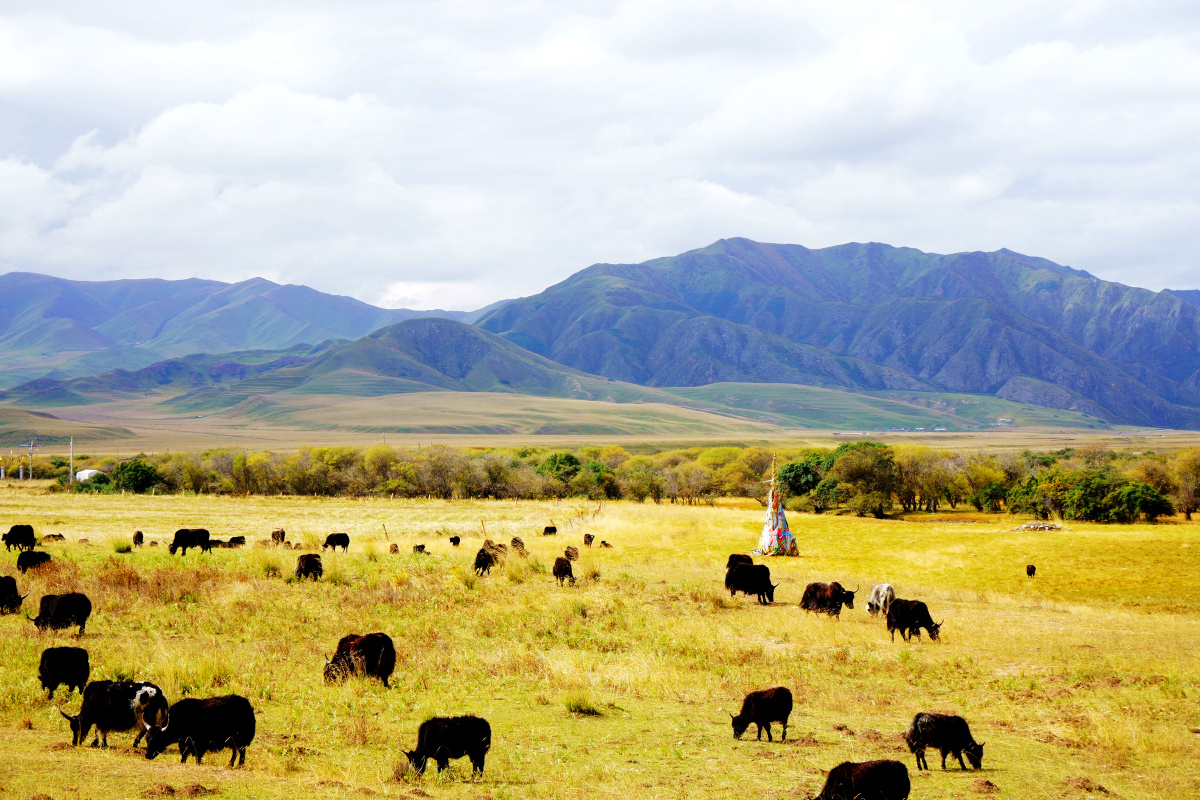 青藏高原上面的牛羊拍摄于甘南藏族自治州