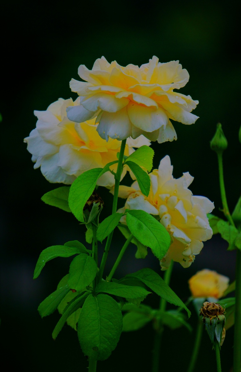 大暑时节的月季花.