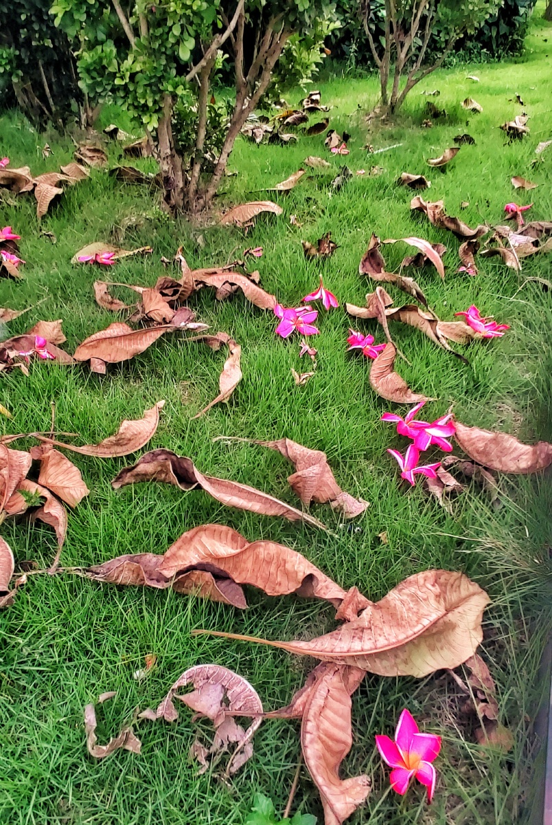 落叶落花与小草