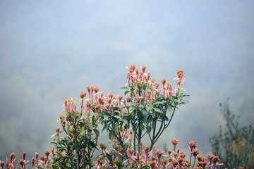 _ZLH4457