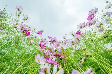 20190406_1149_ZLH1210_0232