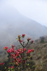_ZLH4122