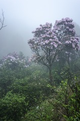 _DSC0442