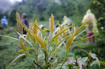 _DSC0230