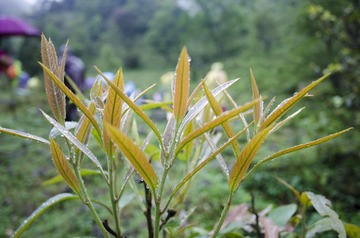 _DSC0232