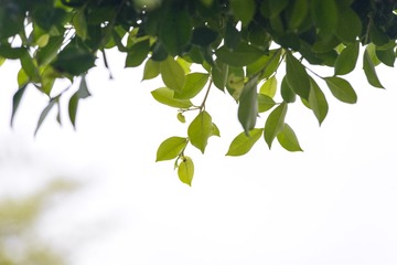 _ZLH6560
