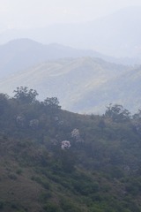 _ZLH3865