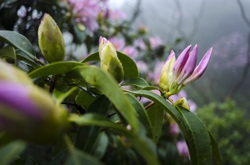 _DSC0423