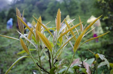 _DSC0231