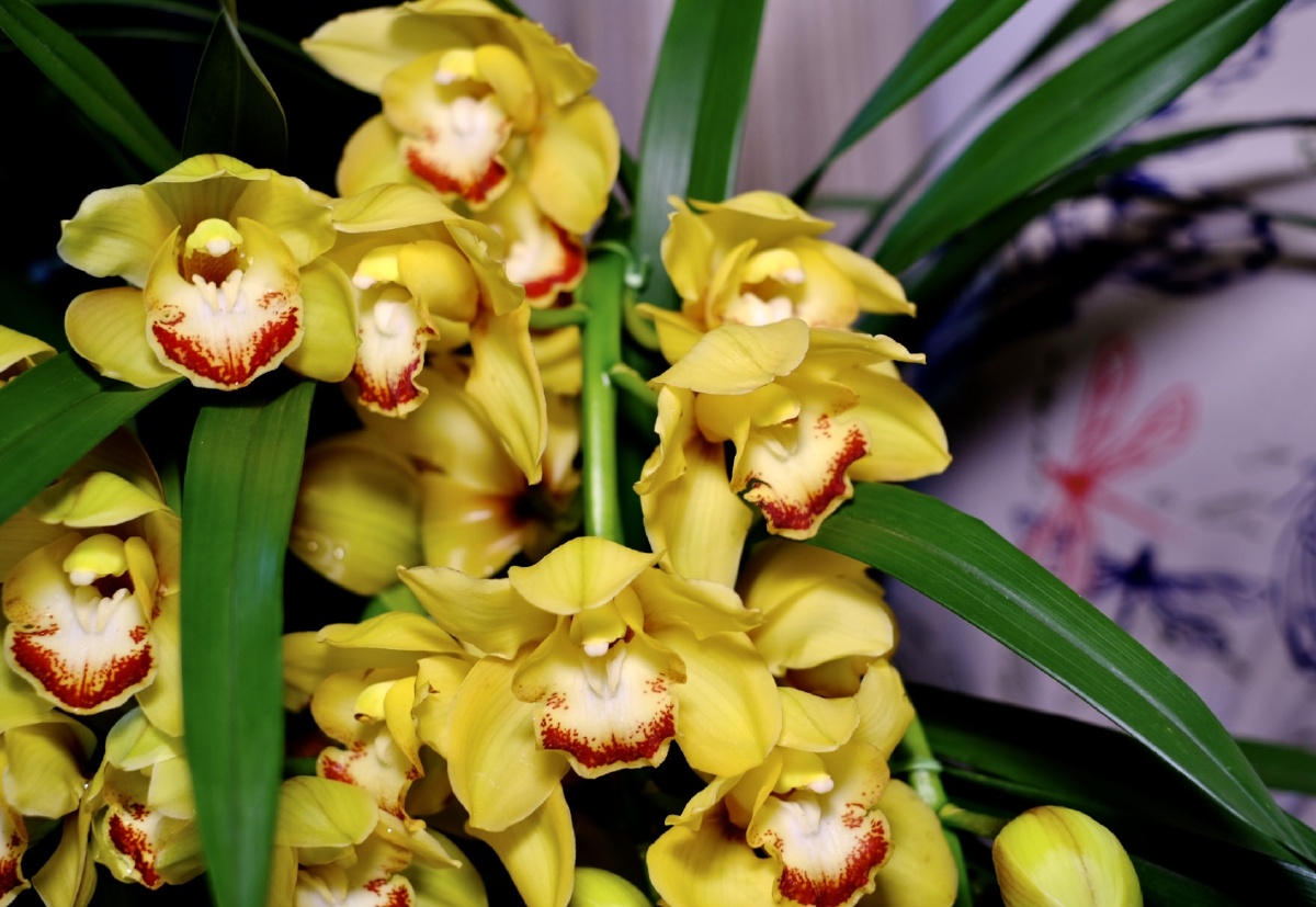 花开富贵大花蕙兰