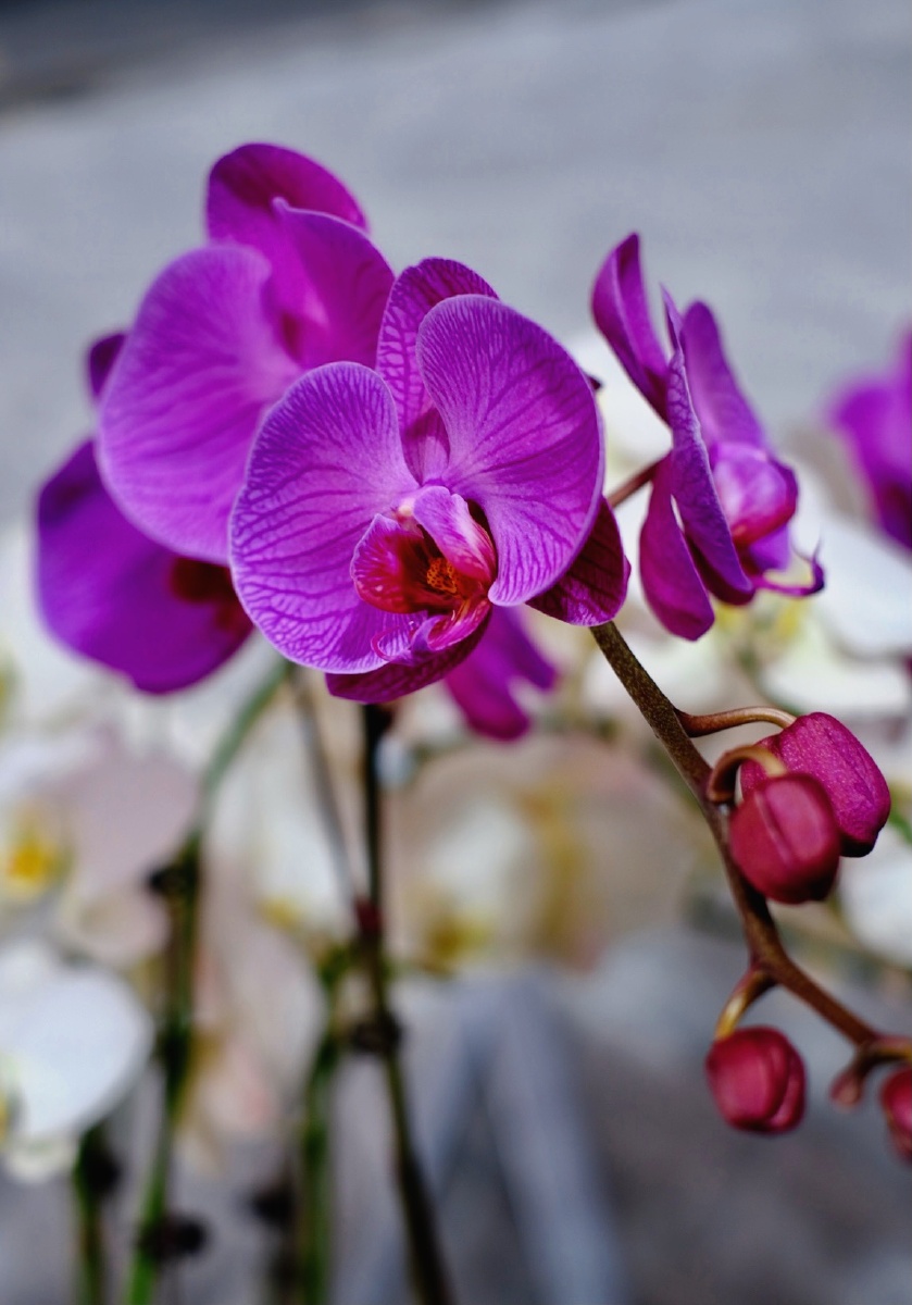 大花蕙兰高贵雍容丰盛祥和