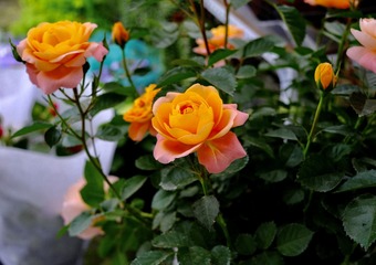 20E1B51F-C2C8-4B30-B2F1-593CD602E03D/L0/001