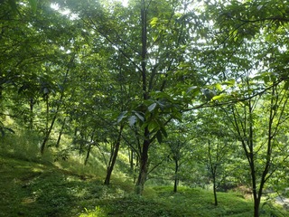 SAM_0163
