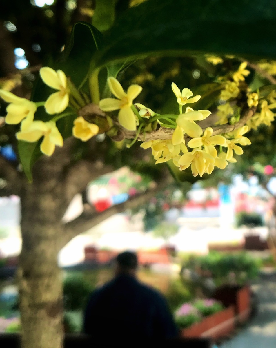 桂花树下的老人